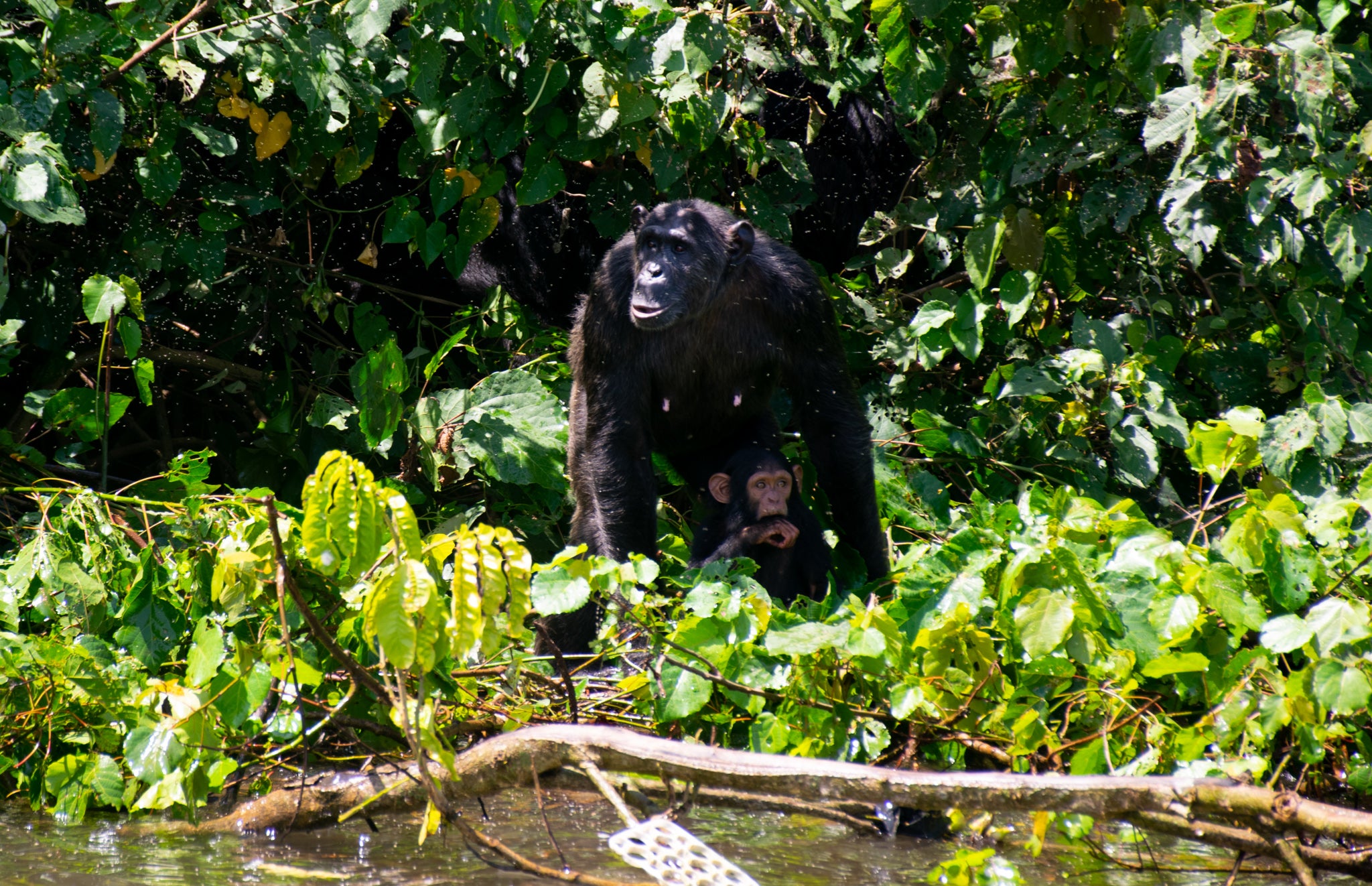 A chimp at the reserve