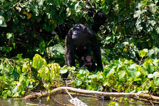 <p>A chimp at the reserve</p>
