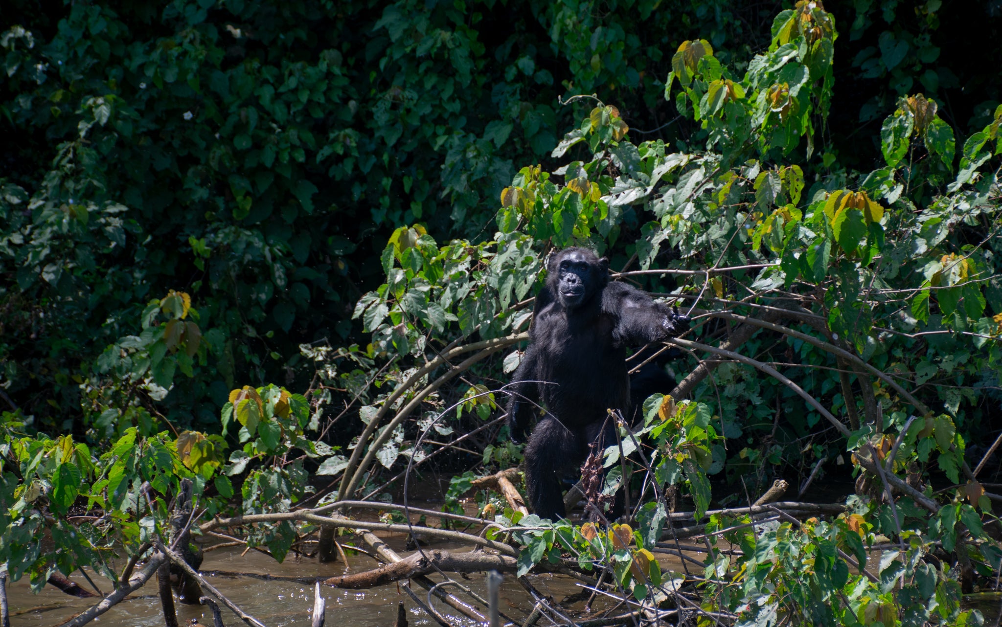 More than 50 chimps are currently at the sanctuary