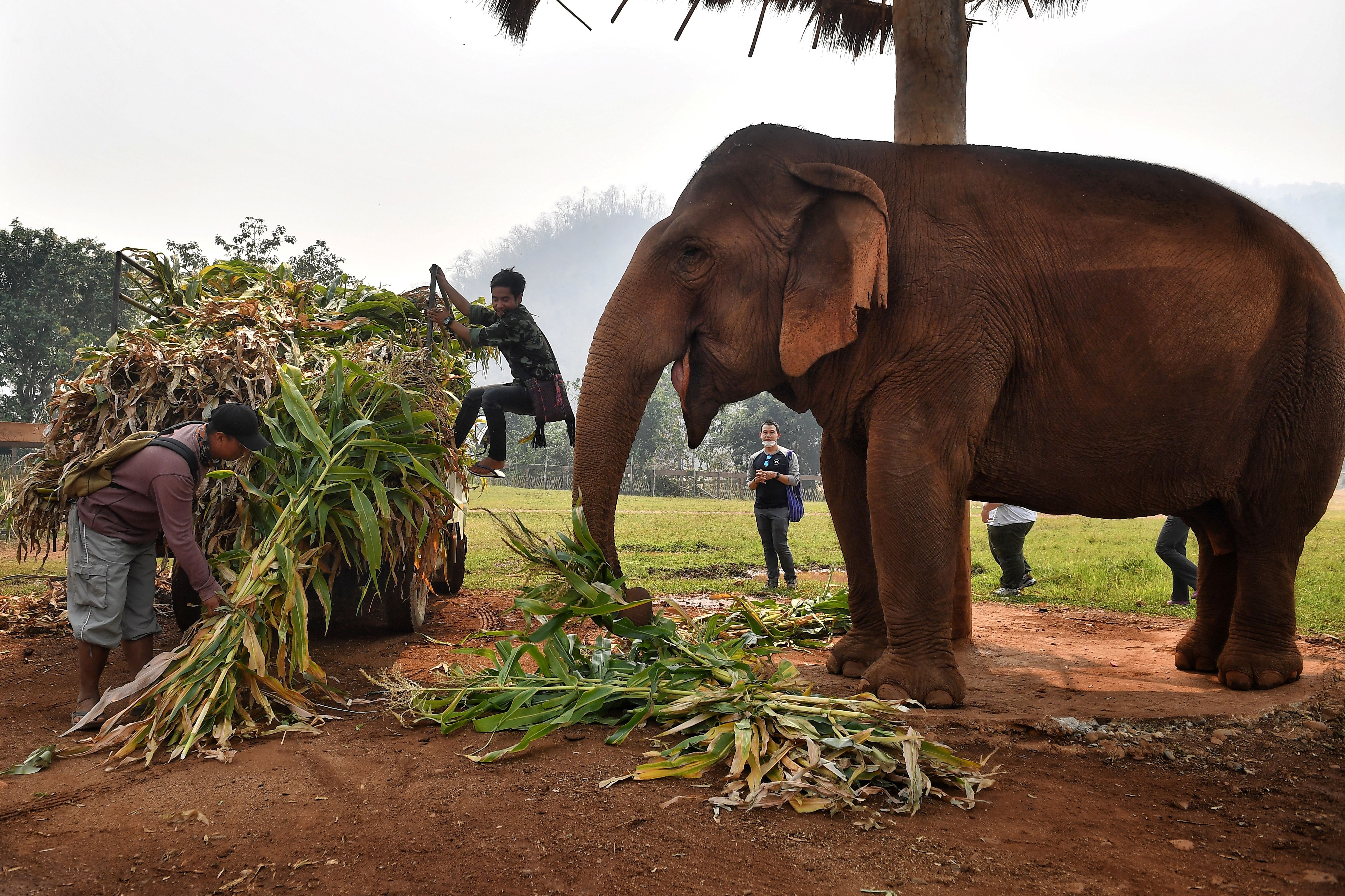 Mahouts feed elephants rescued from the tourism and logging trade at the Elephant Nature Park in the northern Thai province of Chiang Mai