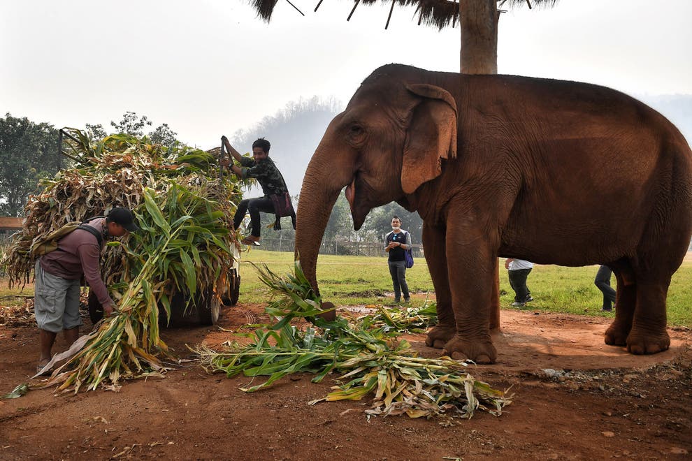 Decoding how elephants use trunks ‘like Swiss Army knife’ could help