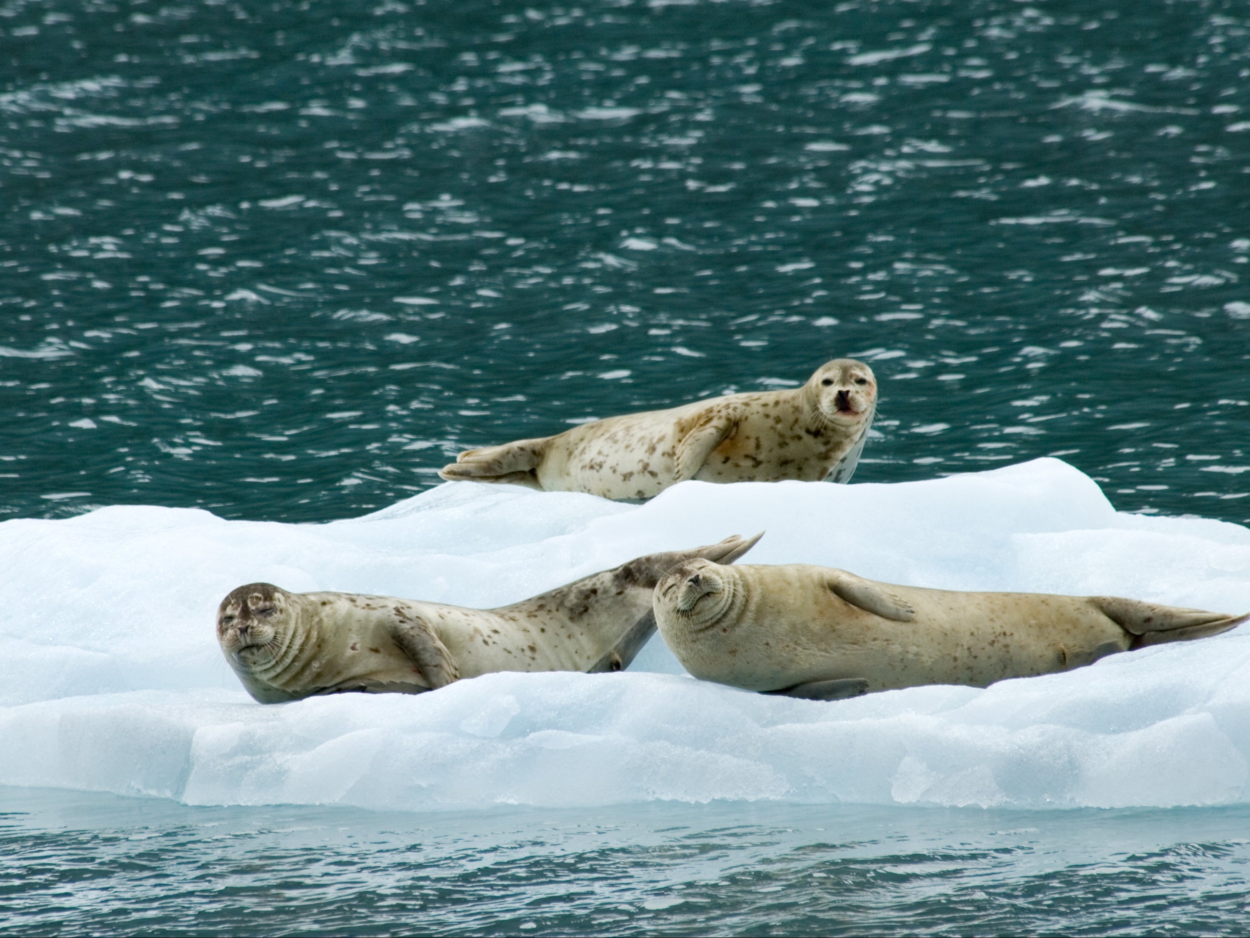 Seals rest on an iceberg in Prince William Sound, Alaska