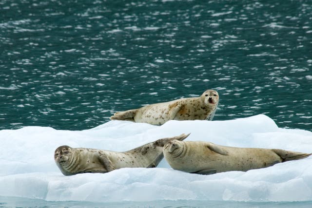 <p>Seals rest on an iceberg in Prince William Sound, Alaska</p>