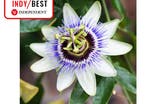 Beards & Daisies passiflora caerula indybest