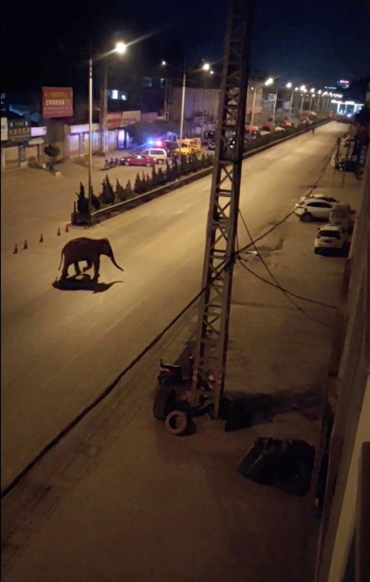 Herd of elephants escape their nature reserve in China, leaving 500km &lsquo;trail of destruction&rsquo;