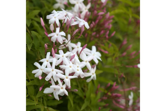 Beards & Daisies jasminum polyanthum indybest