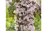 Primrose clematis montana indybest