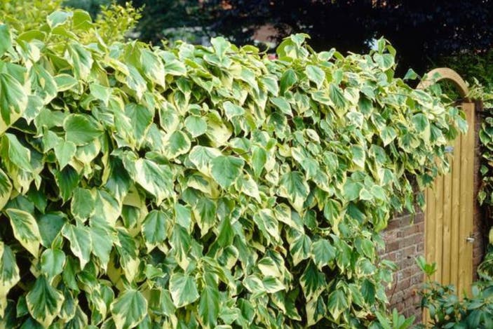 Primrose hedera colchica indybest