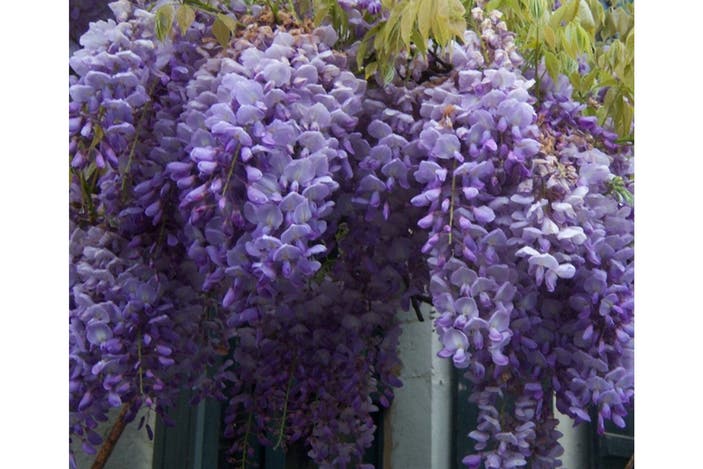 Primrose wisteria sinensis indybest