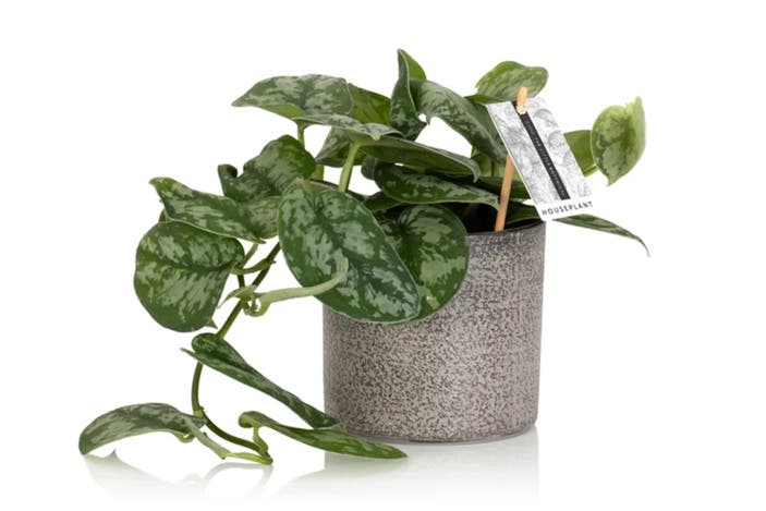The Little Botanical satin pothos indybest