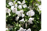 Waitrose & Partners Garden clematis alba luxurians indybest