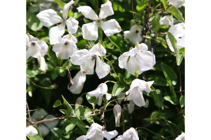 Waitrose & Partners Garden clematis alba luxurians indybest
