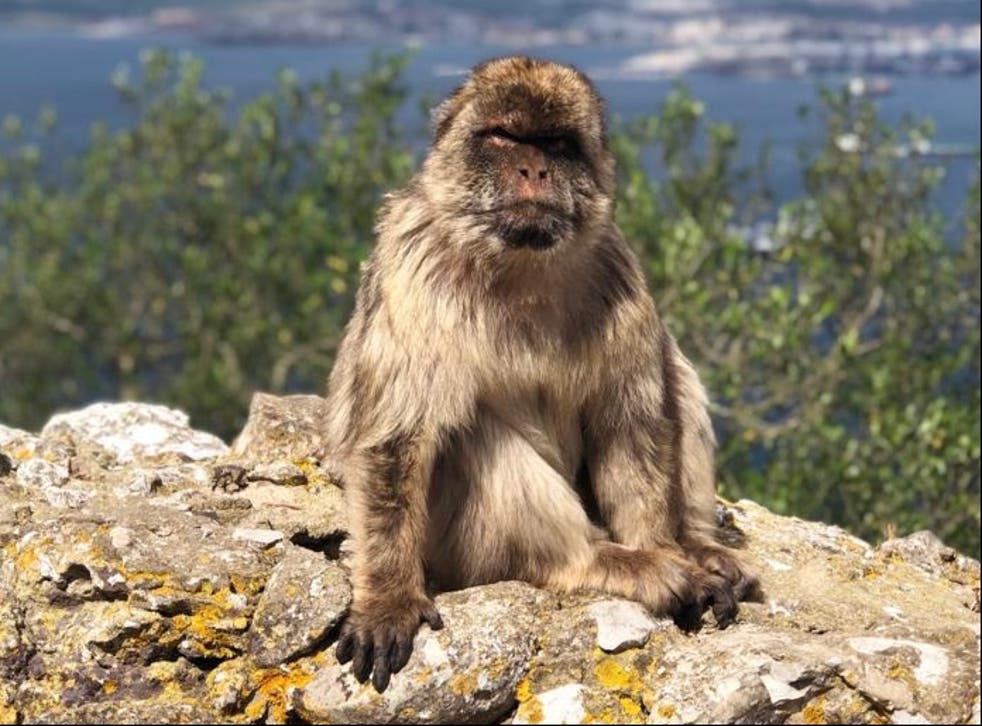 <p>Green and pleasant: a Barbary macaque in green list Gibraltar, with amber list Spain in the background</p>