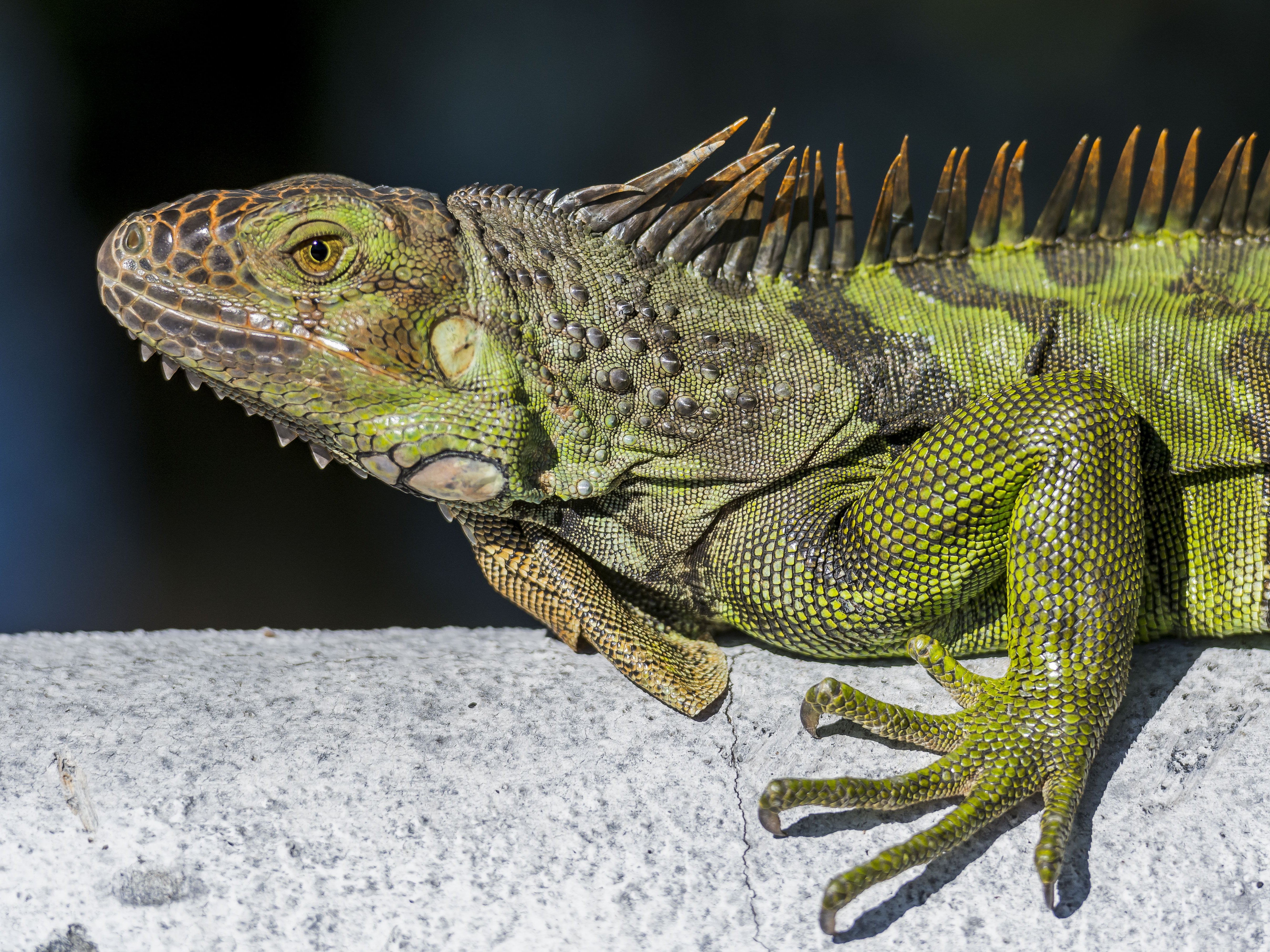 An iguana in Florida