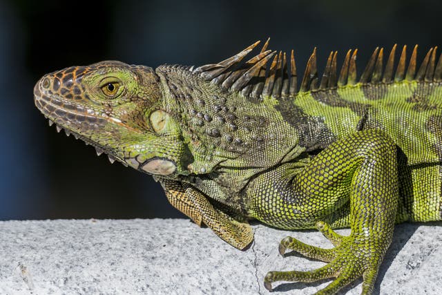 <p>An iguana in Florida</p>