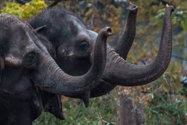 <p>Tres elefantes asiáticos agitan sus trompas mientras esperan ser alimentados en el zoológico Zoologischer garten de Berlín</p>