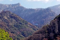 California fire killed 10% of world’s redwood trees, study says