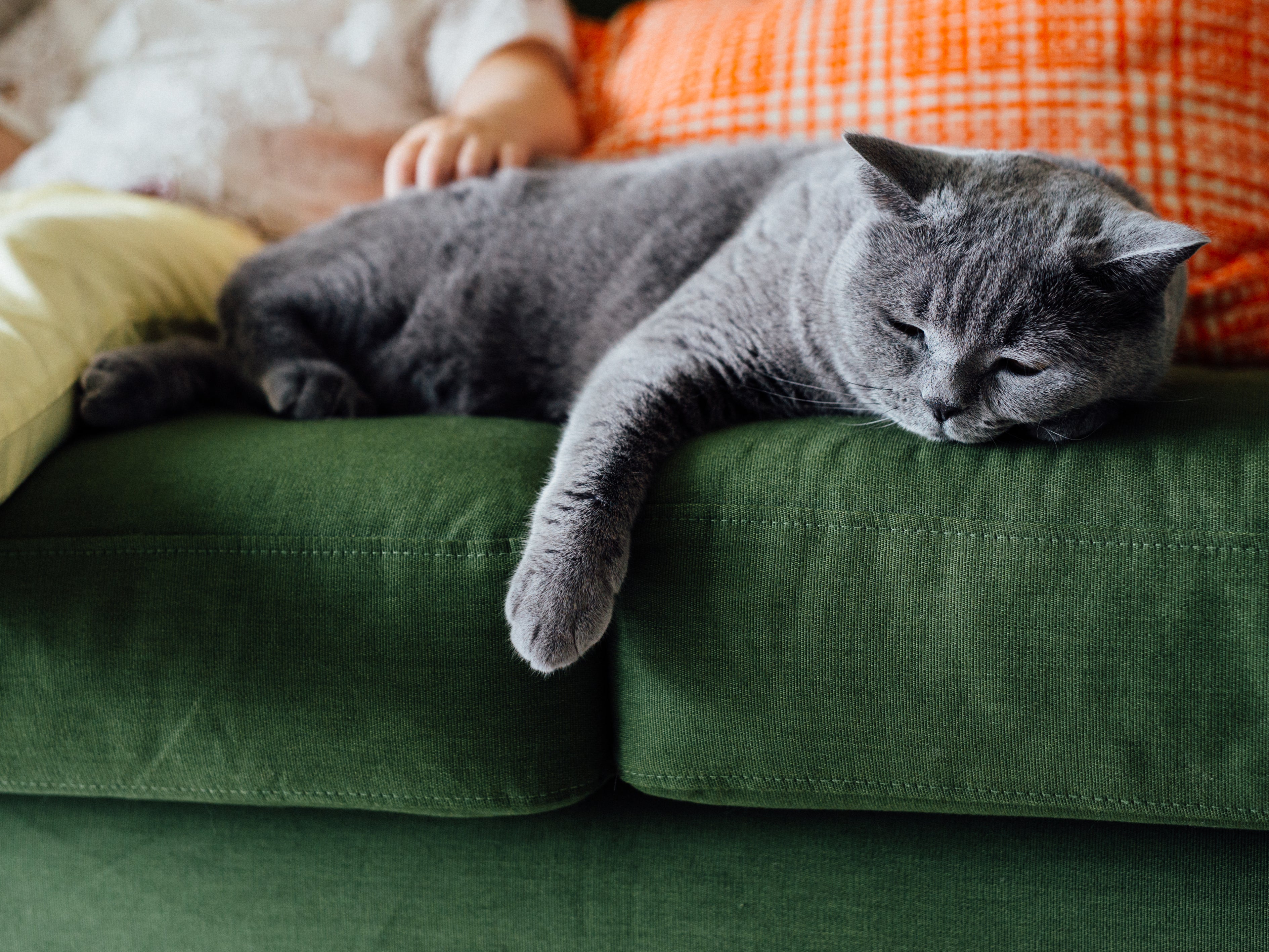 The Five Types Of Relationships Cats Can Have With Their Owners