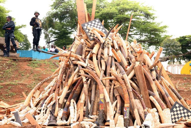 <p>Soldiers in Yaounde stand near a pile of ivory seized from poachers by the Cameroonian Service for the Protection of Wildlife and Forests</p>