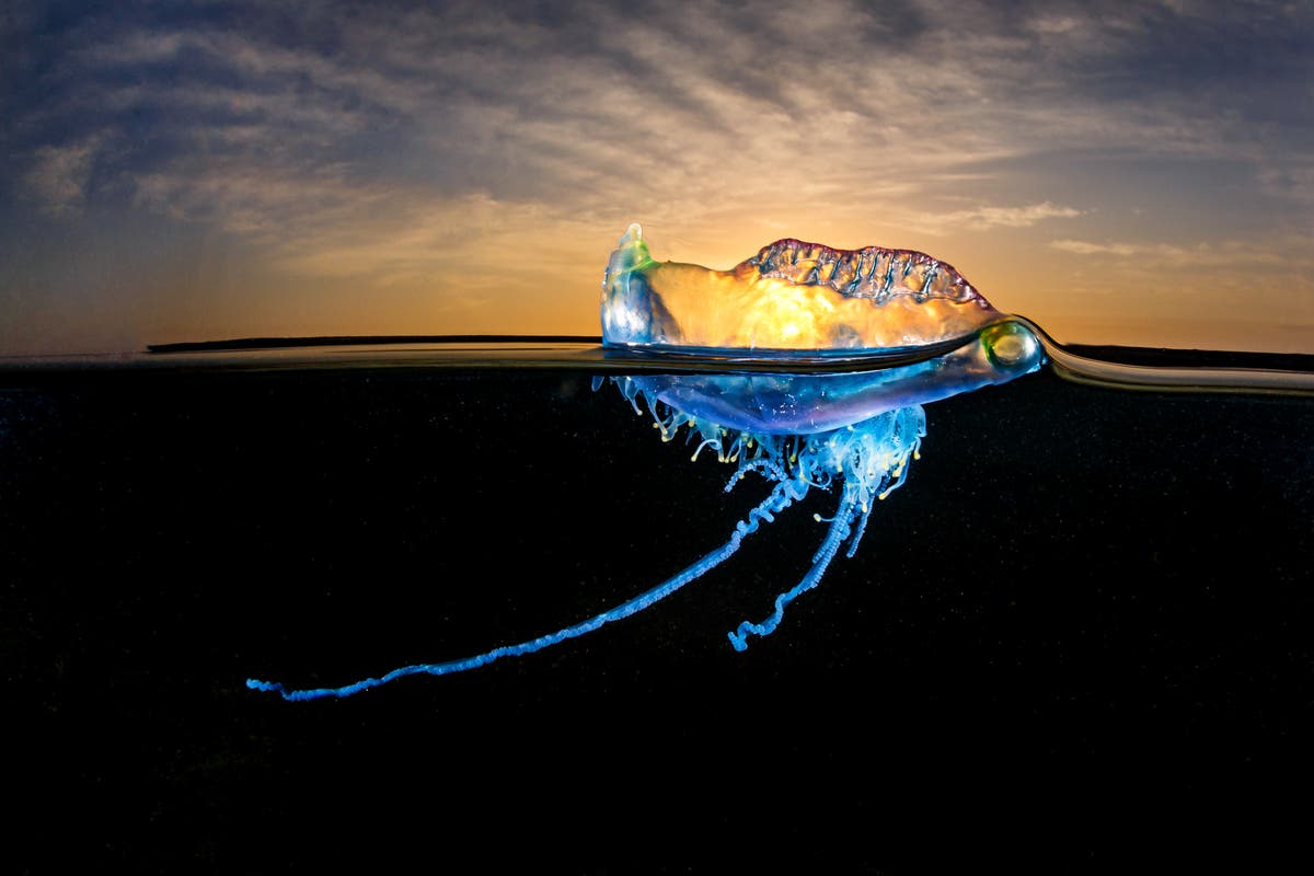 The most beautiful shots from the Nature TTL Photographer of the Year Awards