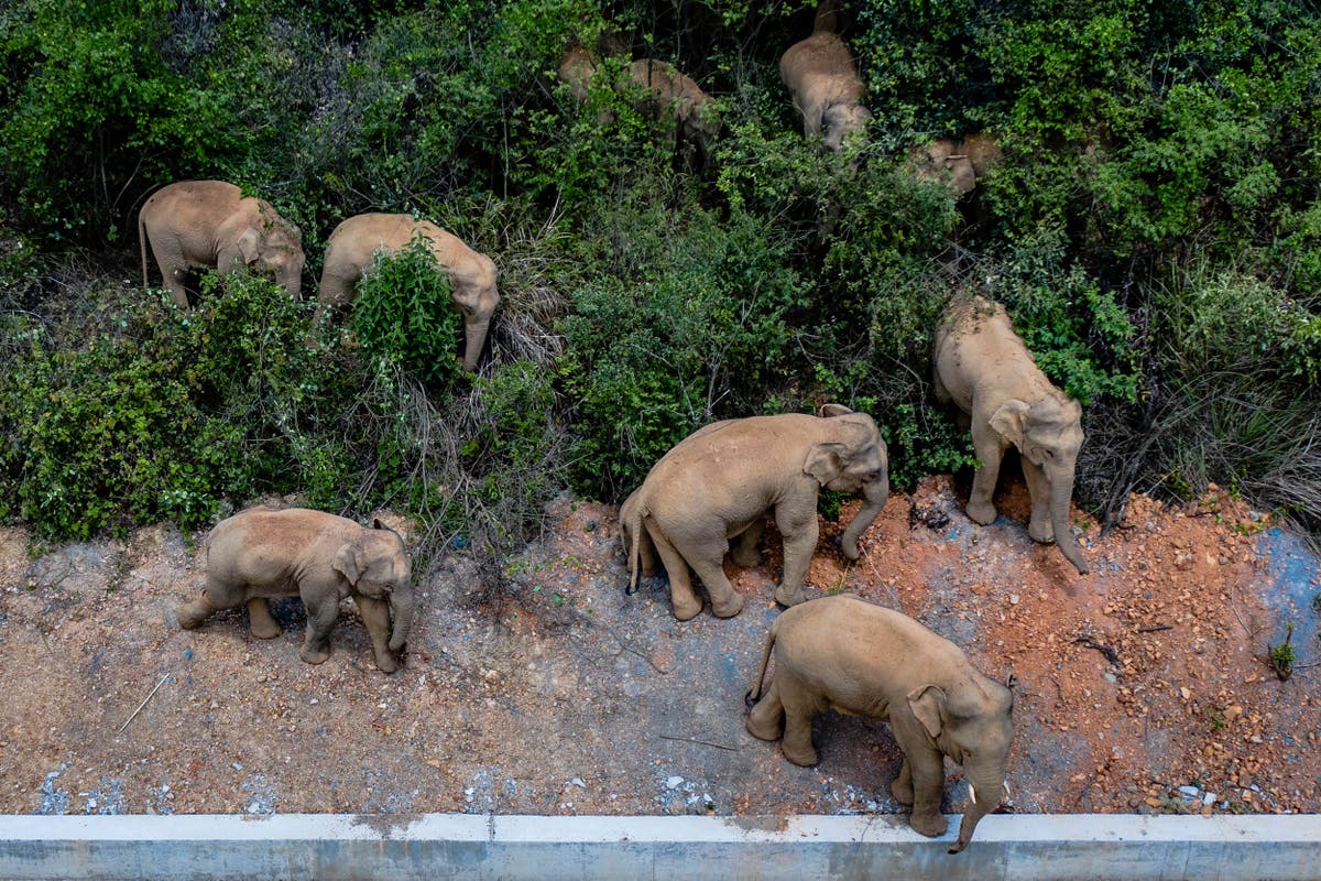 Wandering elephants on edge of China city, now closing roads