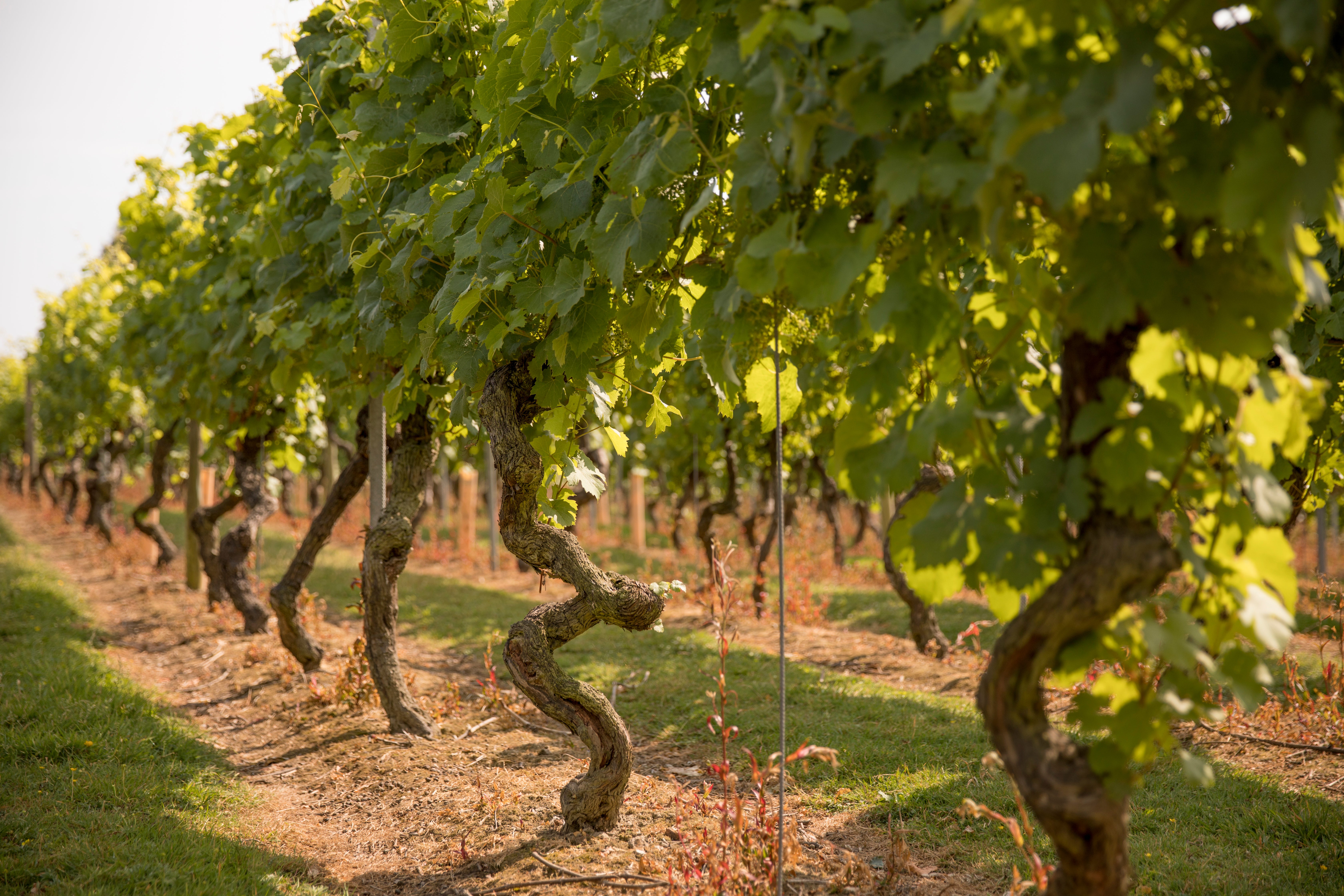 Grape expectations: Chapel Down’s vineyards in Kent