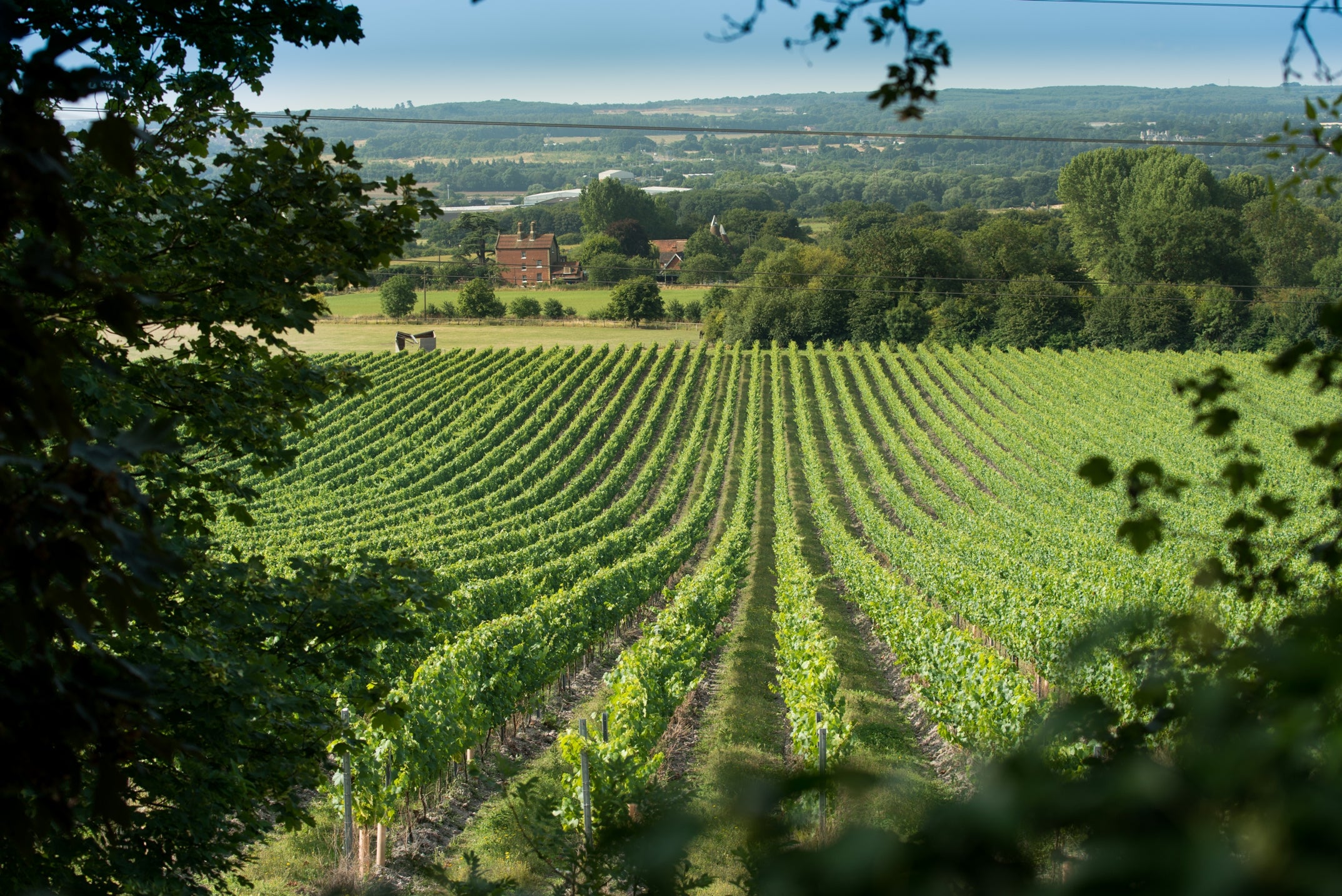 Kit’s Coty vineyard at Chapel Down is home to its premium range of wines