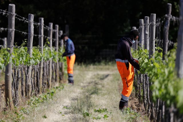 Migration Italy Vineyard