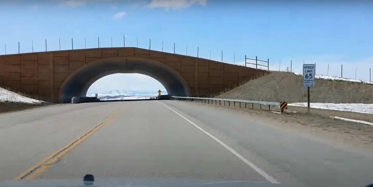 Wyoming introduces wildlife crossings and collisions drop