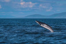 Race to remove whale from Redcar beach before it explodes
