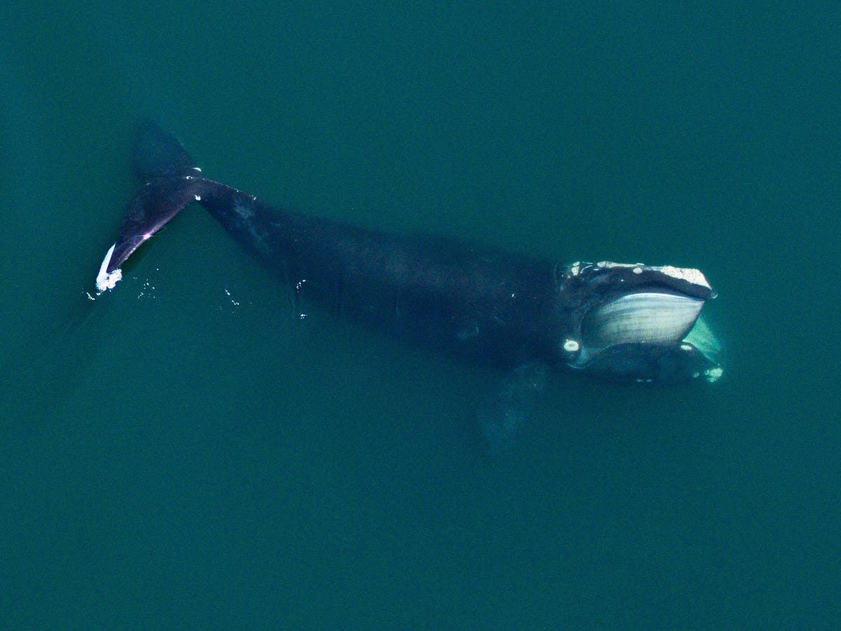 Humans causing North Atlantic right whales to shrink, study says