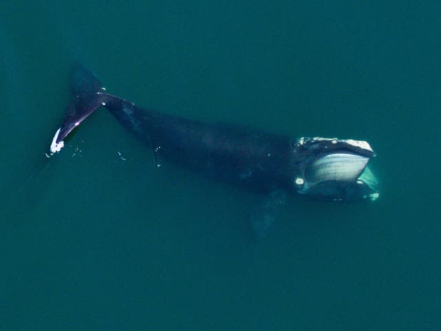 <p>Less than 400 right whales remain in the wild</p>