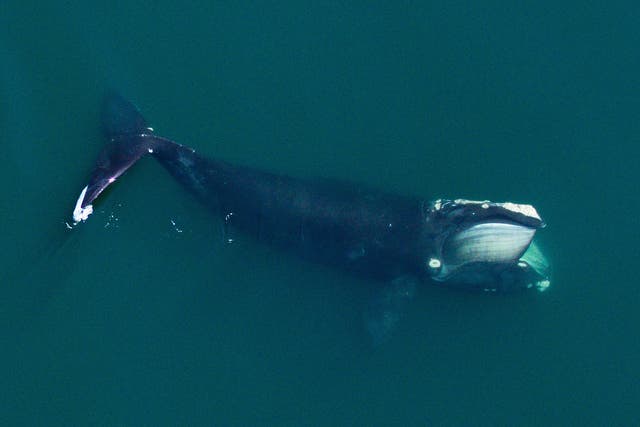 <p>Less than 400 right whales remain in the wild</p>