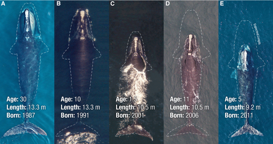 Graphic showing the body length of right whales born in different decades compared to their expected size, rendered in dashed lines, if they were born in 1981