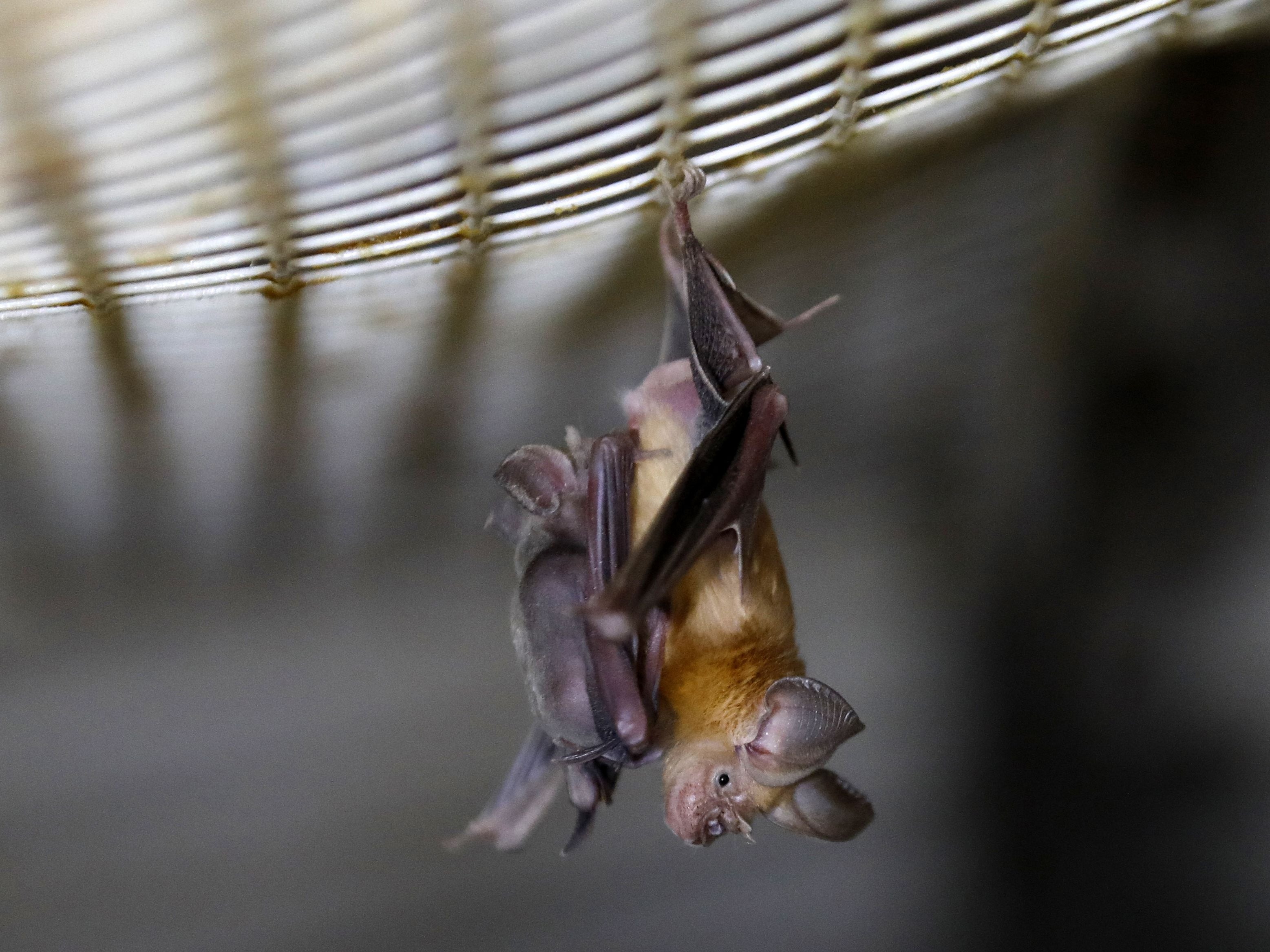 A horseshoe bat hangs from a net