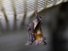 Coronavirus: Shifts in land use could be creating ‘hotspots’ for Covid-carrying bats, study finds