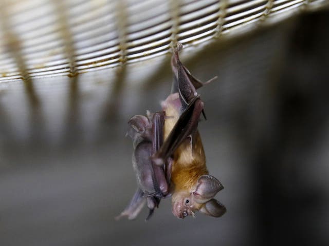 <p>A horseshoe bat hangs from a net</p>