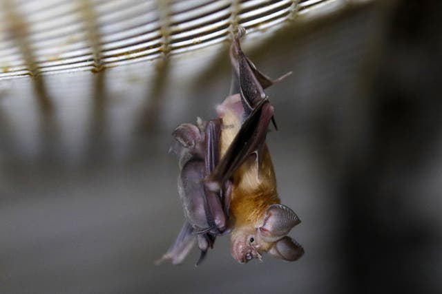 <p>A horseshoe bat hangs from a net</p>