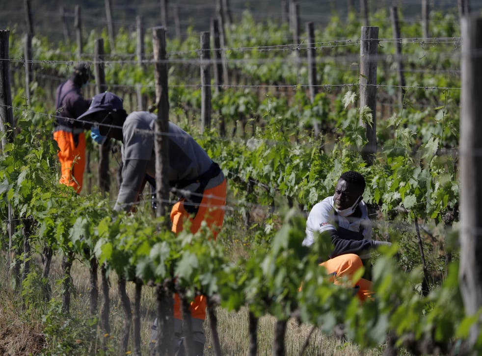 VIÑEDO ITALIANO REFUGIADOS