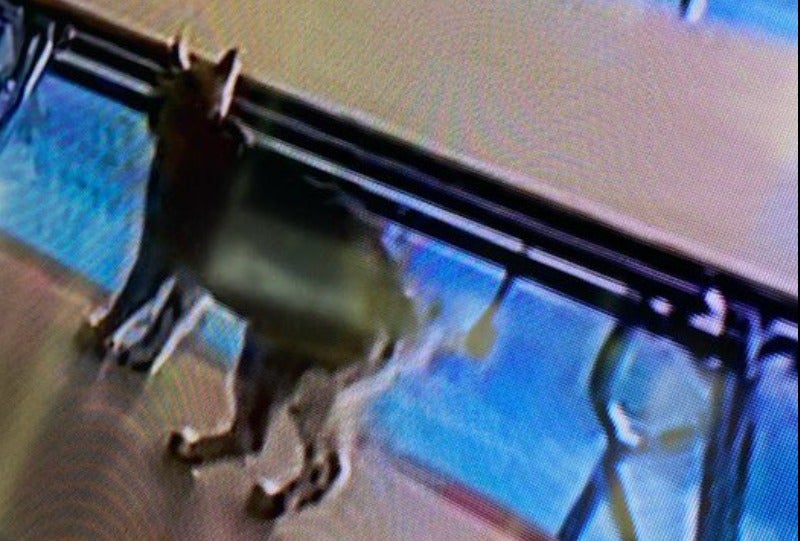 <p>Pet cat causes bobcat scare and closes school</p>