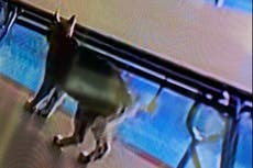 Pet cat causes bobcat scare and closes school