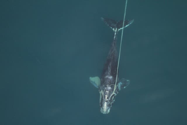 BALLENAS MAS PEQUEÑAS