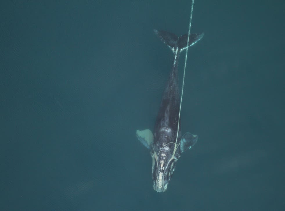 BALLENAS MAS PEQUEÑAS