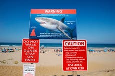 Cape Cod’s great white shark numbers increase with researchers tagging more of the predators than ever