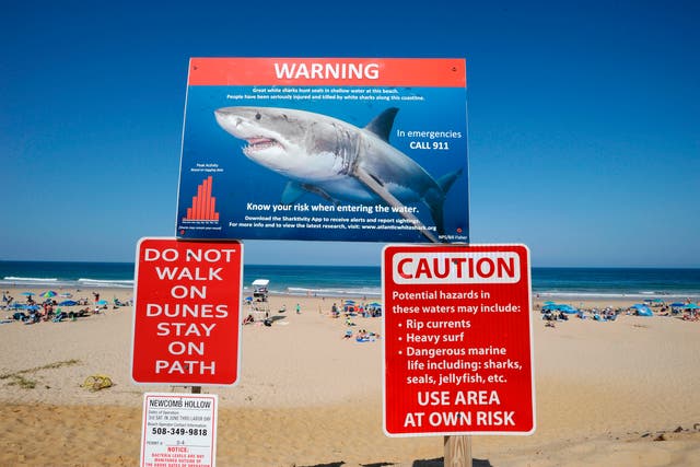 <p>Sign warns of shark activity at a beach. </p>
