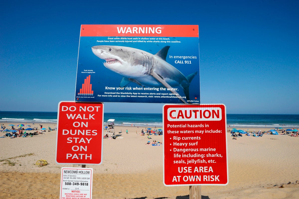 Polis, yüzücünün Long Island sahilinde köpekbalığı ısırmasına maruz kalmış olabileceğini söyledi
