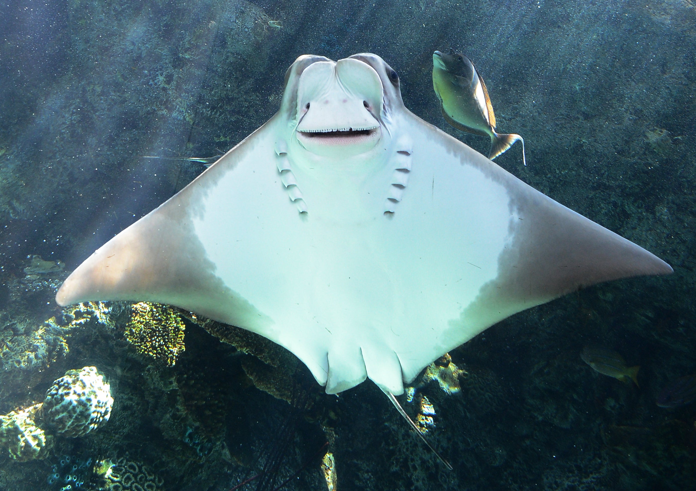 File image: A cownose ray swims at the Aquarium of the Pacific in Long Beach, California, on 26 April 2012