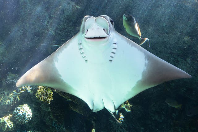 <p>File image: A cownose ray swims at the Aquarium of the Pacific in Long Beach, California, on 26 April 2012</p>