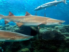 Mysterious event wiped out 70 per cent of world’s sharks 19 million years ago