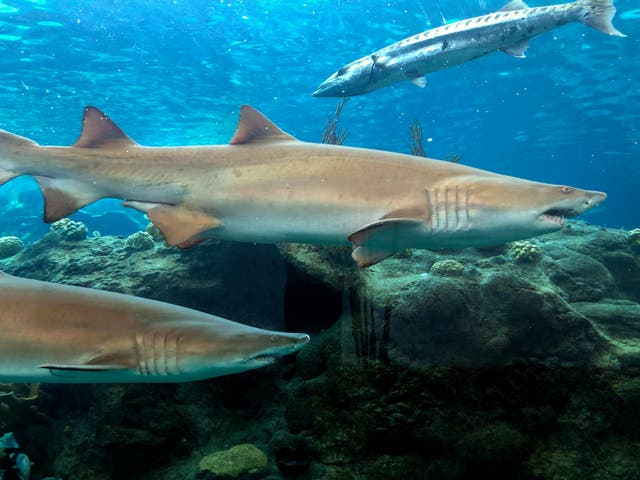 <p>Los tiburones tigre de arena y una barracuda nadan en un tanque en el Acuario de Florida en Apollo Beach, Florida</p>